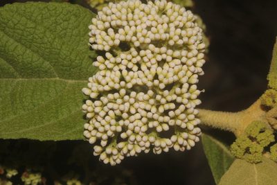 Callicarpa acuminata, photographed by Juan Cruzado Cortés