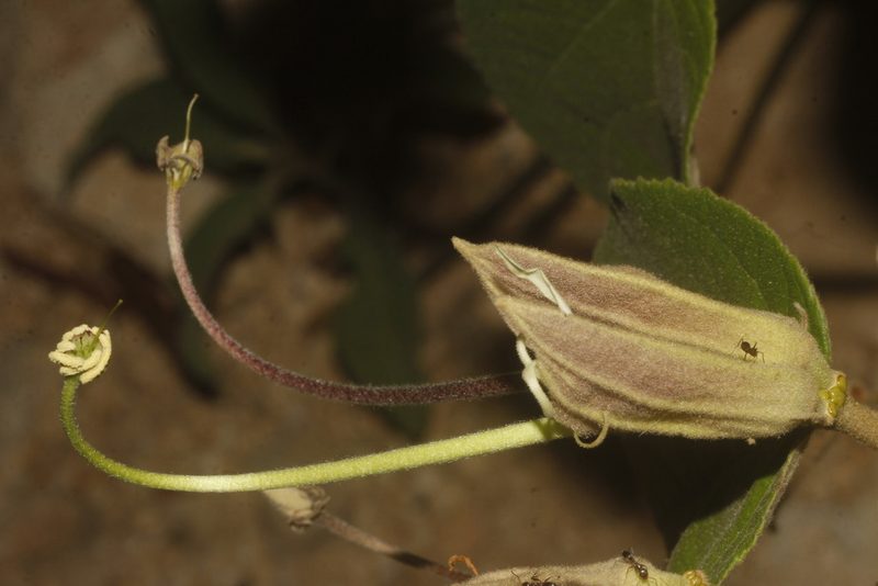 Helicteres baruensis, photographed by Juan Cruzado Cortés