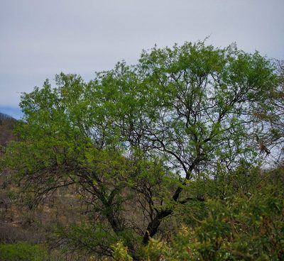 Neltuma articulata, photographed by Bill Levine