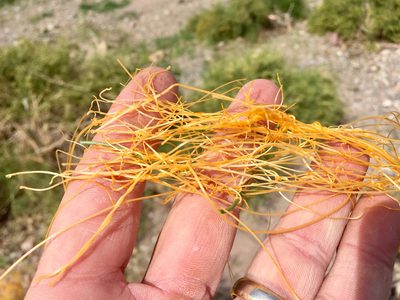 Cuscuta denticulata, photographed by CK2AZ