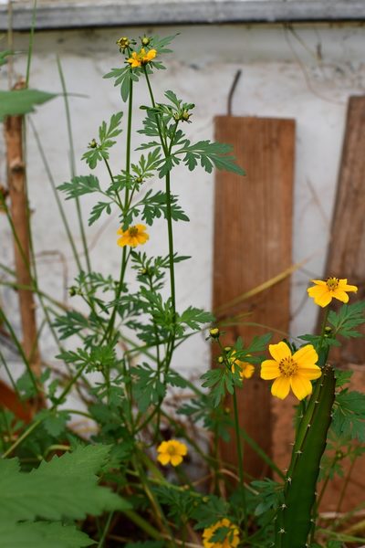 Bidens ballsii, photographed by Neptalí Ramírez Marcial