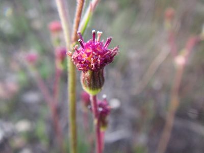 Senecio erubescens, photographed by douglaseustonbrown