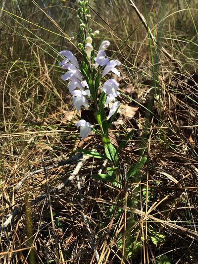 Scutellaria multiglandulosa, photographed by meflowers900
