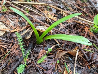 Platanthera unalascensis, photographed by John A Haskins
