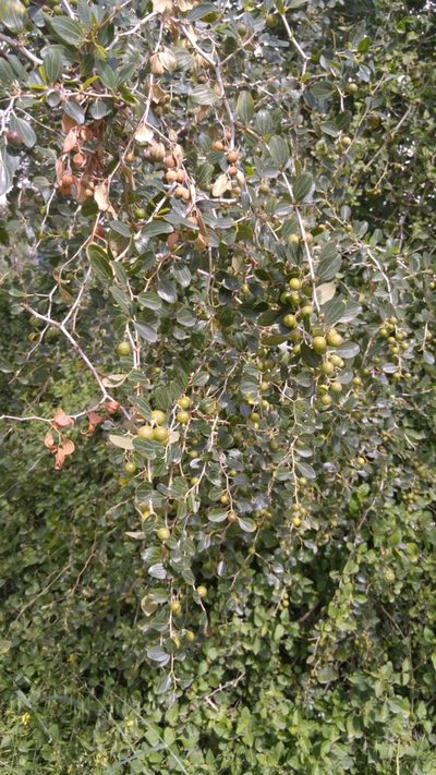Ziziphus spina-christi, photographed by Mattia Menchetti