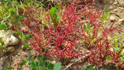 Sedum microcarpum, photographed by Mattia Menchetti