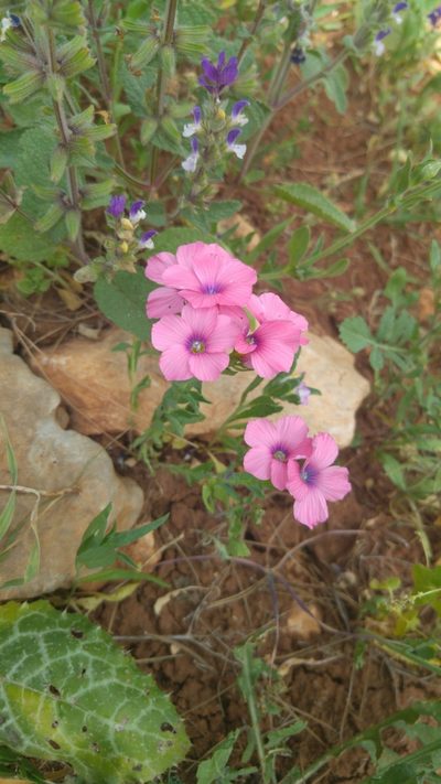 Linum pubescens, photographed by Mattia Menchetti