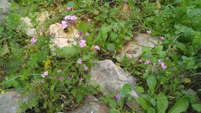 Silene aegyptiaca, photographed by Mattia Menchetti
