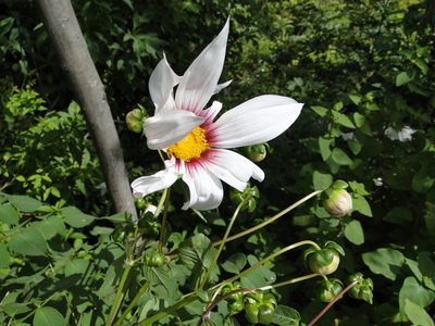 Dahlia campanulata, photographed by Eugenio Padilla