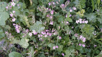 Silene aegyptiaca, photographed by Mattia Menchetti