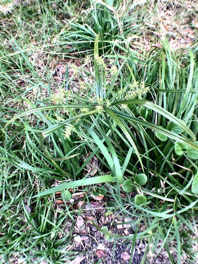 Cyperus meyenianus, photographed by LJ Moore-McClelland