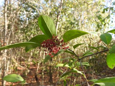 Crossopetalum gaumeri, photographed by Juan Cruzado Cortés