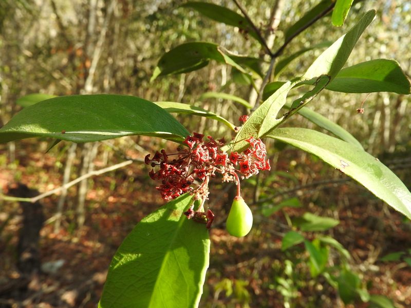 Crossopetalum gaumeri, photographed by Juan Cruzado Cortés