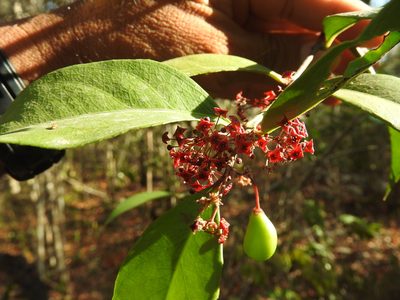 Crossopetalum gaumeri, photographed by Juan Cruzado Cortés
