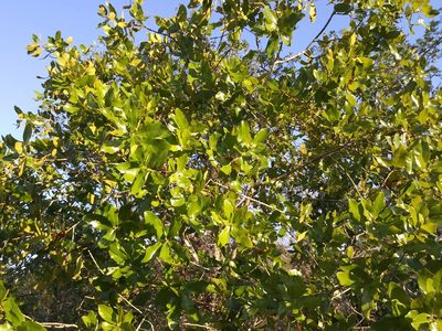 Quercus chapmanii, photographed by Daniel Estabrooks