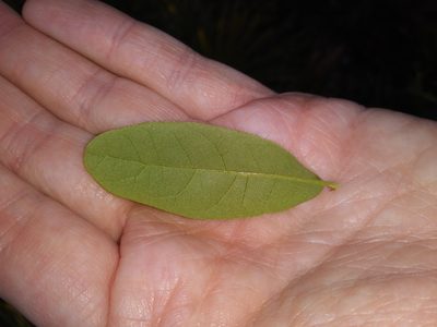 Quercus chapmanii, photographed by Daniel Estabrooks