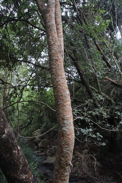 Heteropyxis canescens, photographed by Tony Rebelo