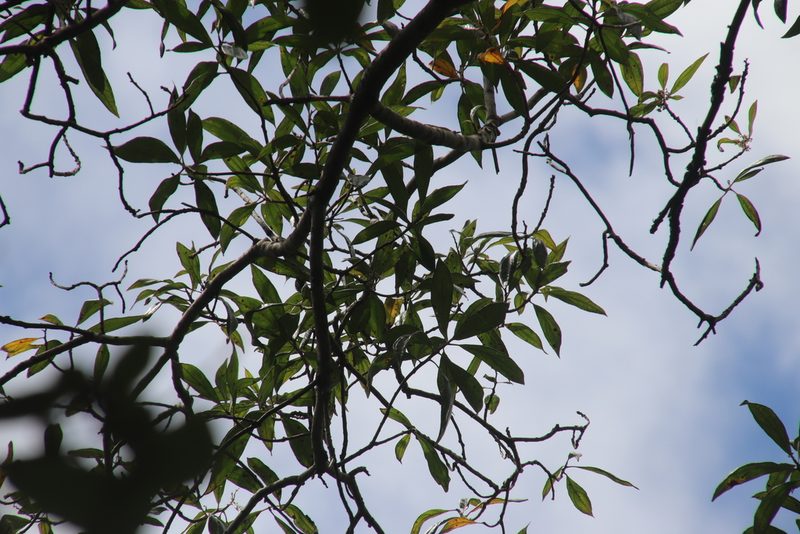 Heteropyxis canescens, photographed by Tony Rebelo