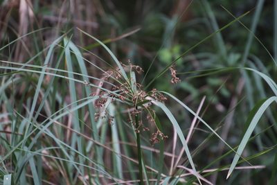 Cyperus sexangularis, photographed by Tony Rebelo