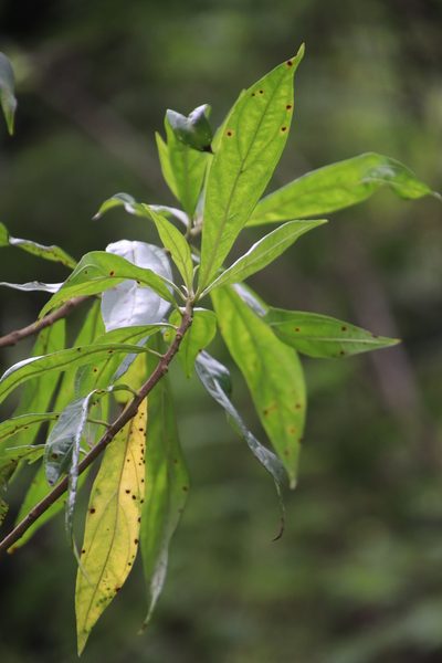 Heteropyxis canescens, photographed by Tony Rebelo