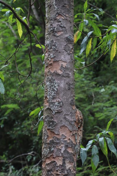 Heteropyxis canescens, photographed by Tony Rebelo