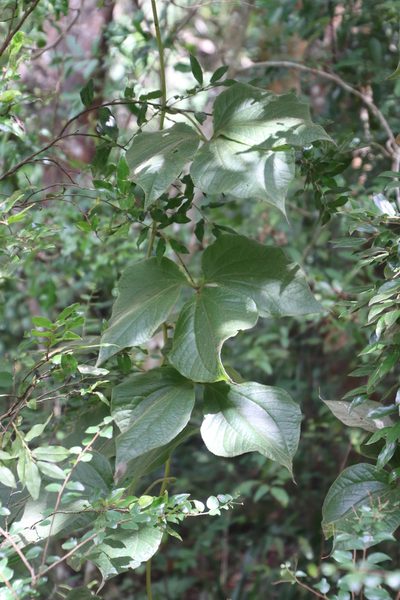 Dioscorea dregeana, photographed by Tony Rebelo