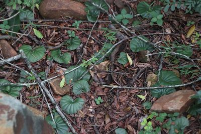 Nervilia simplex, photographed by Tony Rebelo