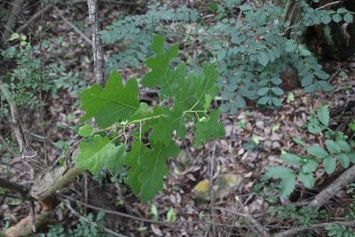 Solanum rubetorum, photographed by Tony Rebelo
