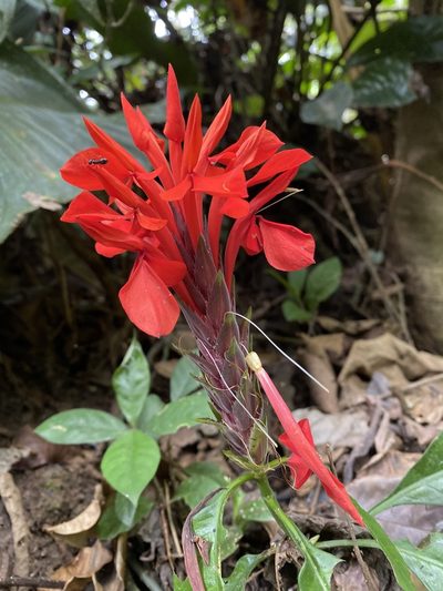 Aphelandra aurantiaca, photographed by GP