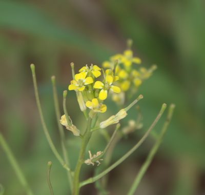 Erysimum repandum, photographed by Robert Webster