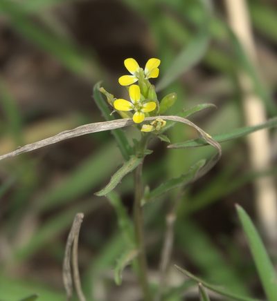 Erysimum repandum, photographed by Robert Webster