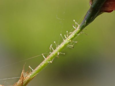 Persicaria dichotoma, photographed by 葉子