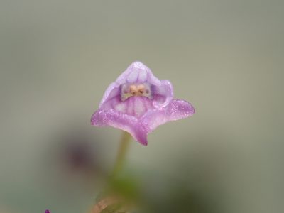 Dopatrium junceum, photographed by 葉子