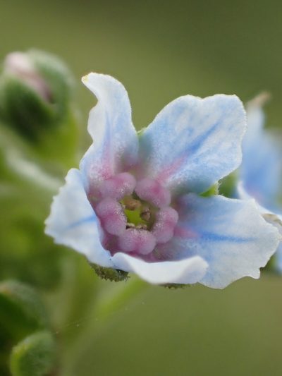 Cynoglossum lanceolatum, photographed by 葉子