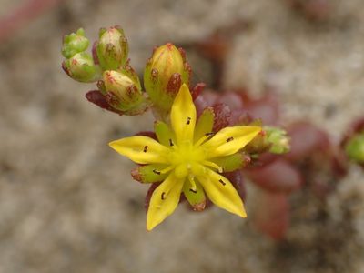 Sedum sasakii, photographed by 葉子