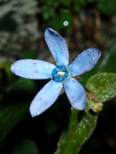 Oxypetalum coeruleum, photographed by John Steel