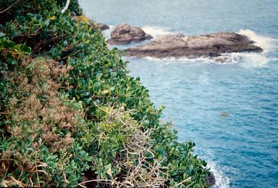 Lepidium oleraceum, photographed by John Barkla