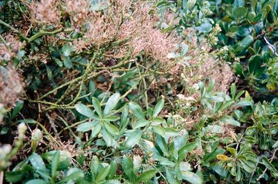 Lepidium oleraceum, photographed by John Barkla