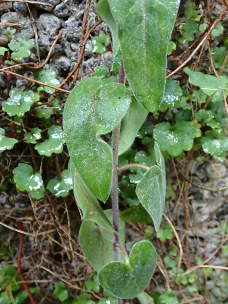 Oxypetalum coeruleum, photographed by John Steel