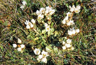 Gentianella stevenii, photographed by John Barkla