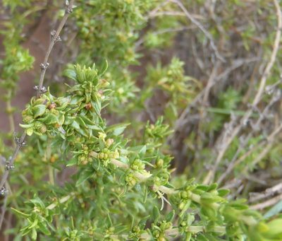 Anthospermum hispidulum, photographed by Nicola van Berkel