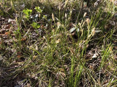 Carex alba, photographed by Jason Grant
