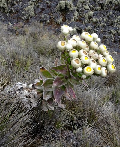 Helichrysum mannii, photographed by Fabien Anthelme