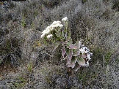 Helichrysum mannii, photographed by Fabien Anthelme