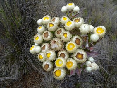Helichrysum mannii, photographed by Fabien Anthelme