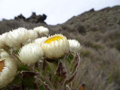 Helichrysum mannii, photographed by Fabien Anthelme