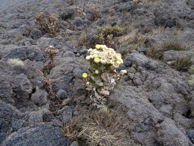 Helichrysum mannii, photographed by Fabien Anthelme
