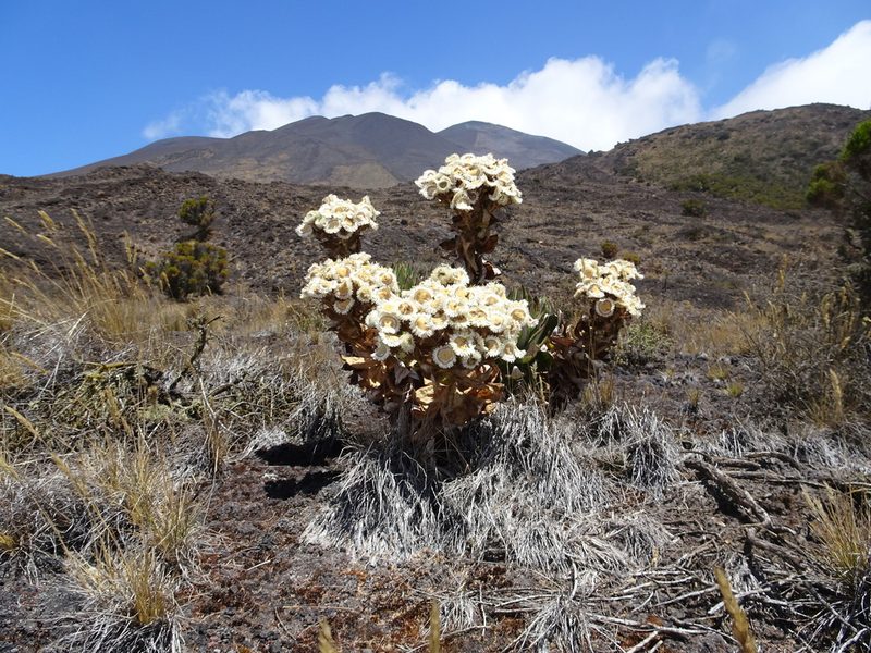 Helichrysum mannii, photographed by Fabien Anthelme