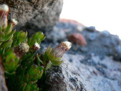 Baccharis caespitosa, photographed by Fabien Anthelme