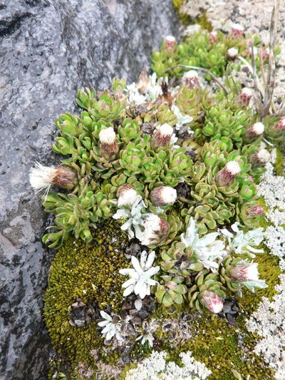 Baccharis caespitosa, photographed by Fabien Anthelme